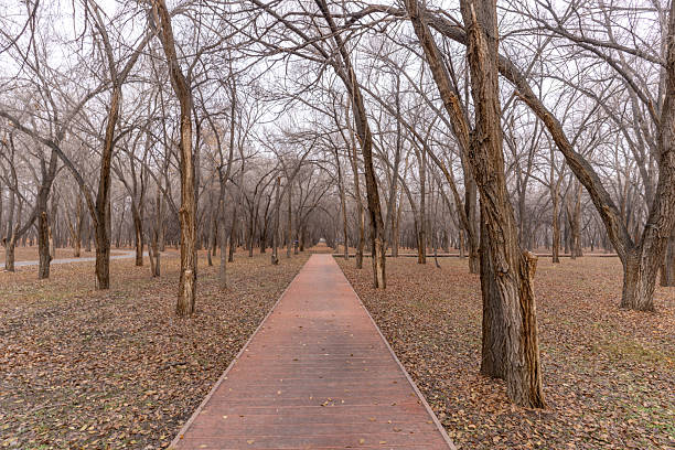 A road through the deciduous forest in winter