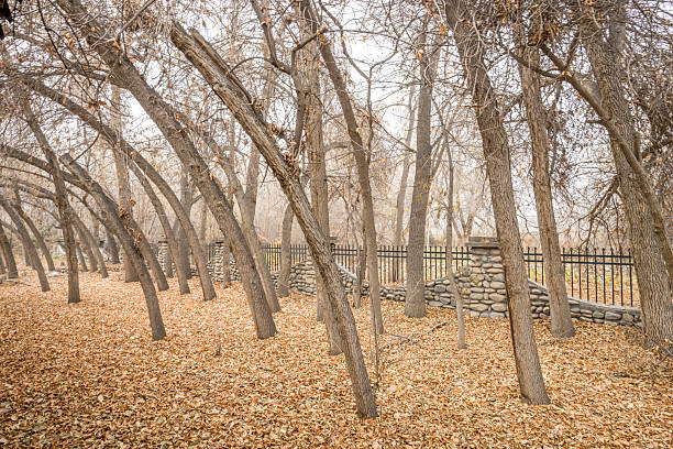 A deciduous forest covered with fallen leaves in winter