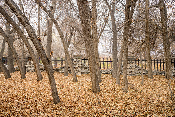 A deciduous forest covered with fallen leaves in winter
