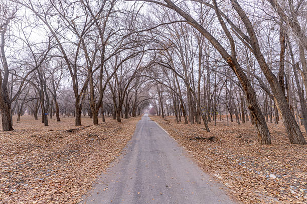 A road through the deciduous forest in winter