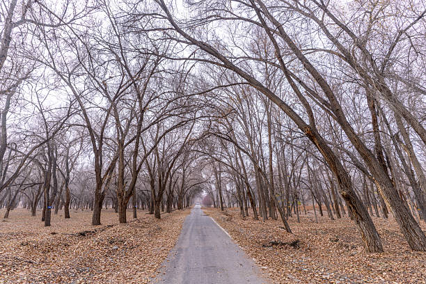 A road through the deciduous forest in winter