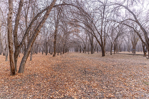 A deciduous forest covered with fallen leaves in winter