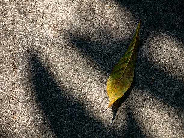 Yellow Leaf on Concrete: Single Dried Fall Autumn Foliage on Gray Ground Shadow Sunlight Minimalist