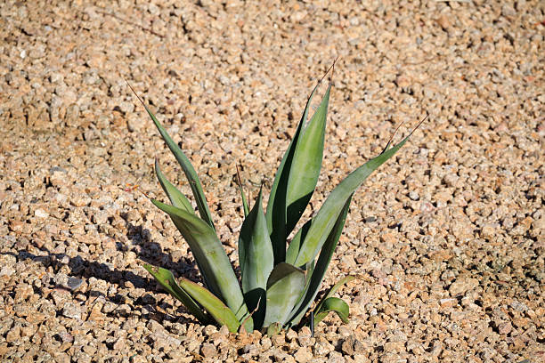 Yucca Plant in Springdale Utah below Zion National Park and the Watchman Peak