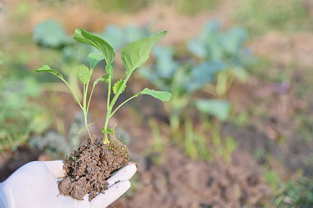 hand hold young kale tree for plant in organic farm