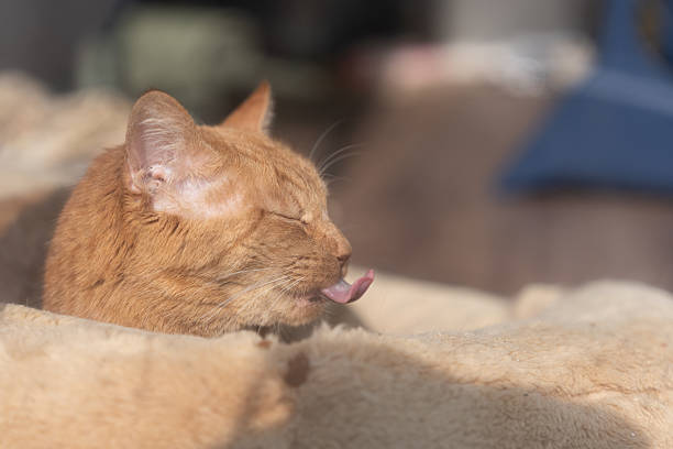 Cute cat relaxing by the window