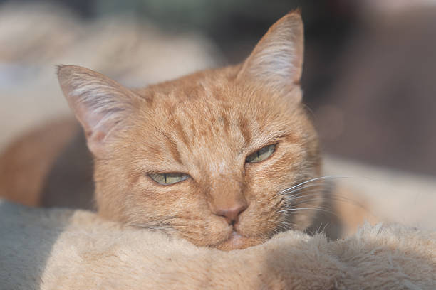 Cute cat relaxing by the window