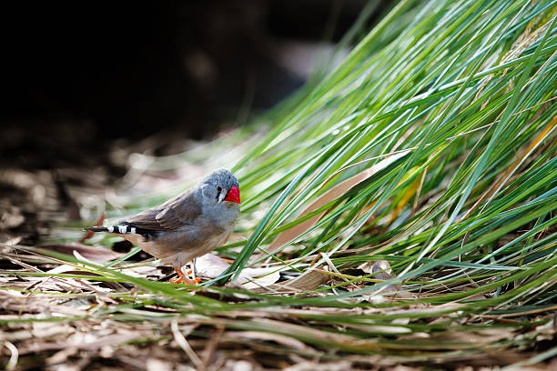 White Zebra Finch in Bloedel Conservatory in Vancouver City
