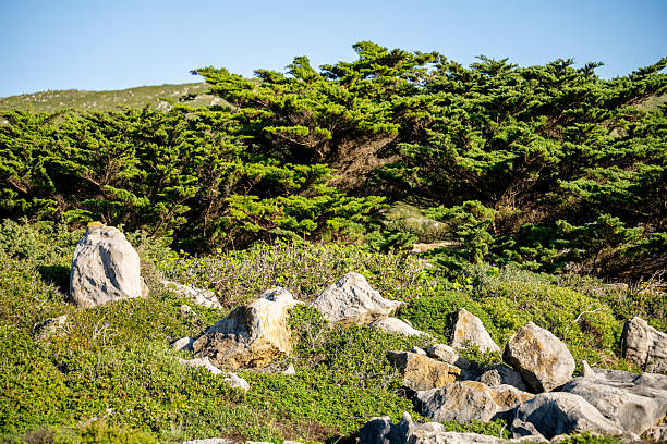 Wind shaped coastal trees grow among rocks and low vegetation under clear daylight.