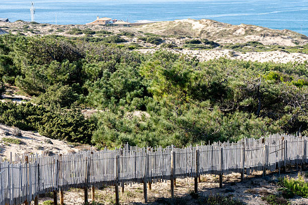 Cascais Portugal December 29 2025. Dense coastal pine forest spreads across sandy dunes with the Atlantic Ocean visible beyond the shoreline.