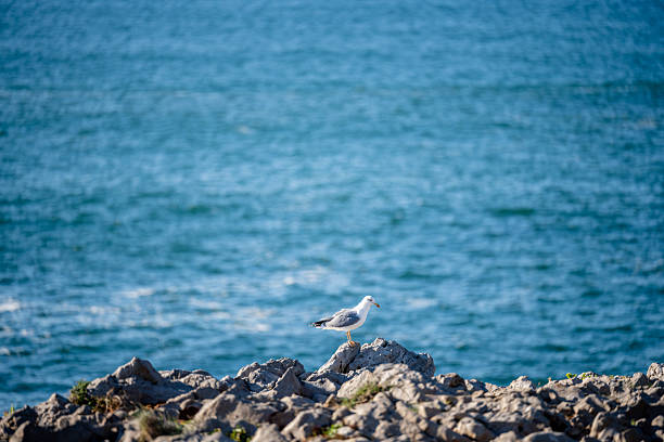 A seagull stands on rocky ground with blue ocean water in the background under daylight.