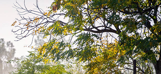 A serene view of tree branches filled with green and yellowing leaves, captured in a soft, bright morning light.