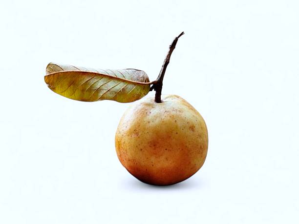 A yellow ripe guava with a stem and leaf attached, shown from a different side angle