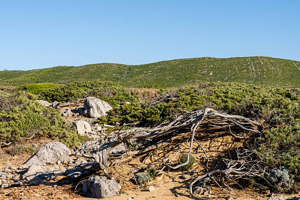 Low coastal shrubs and exposed roots lie on a sandy hillside with rocks and green vegetation under clear daylight.
