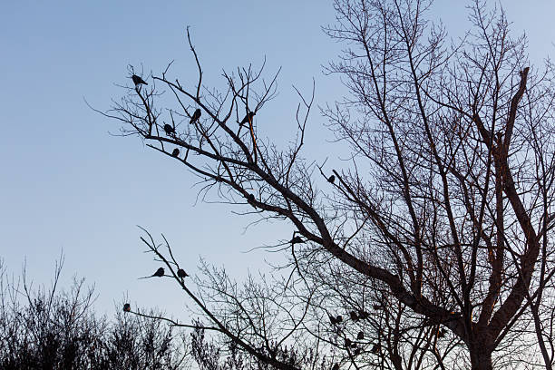 A group of birds are sitting on a tree branch. There are at least 11 birds visible. The sky is clear and blue