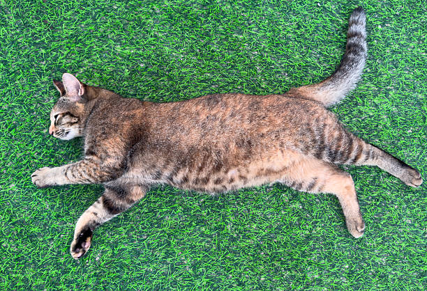 A cat laying on a green carpet. The cat is brown and white