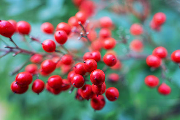 Red ripe apples on green branch.