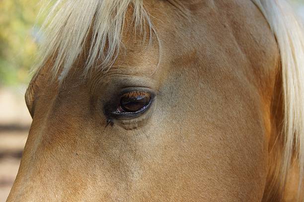 Close-up of a horse's eye
