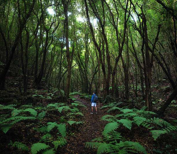 Man hiking in La Zarza forest (La Palma, Canary islands).