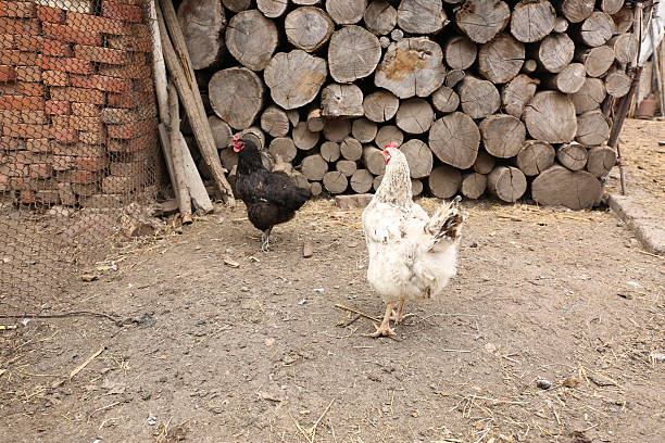 Chickens on the farm. Breeding of poultry and chicken eggs
