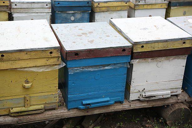 Hives in the garden. Beekeeping in the summer.