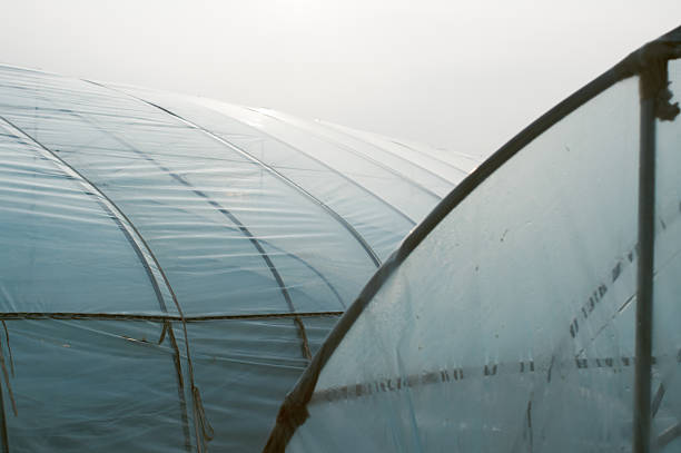 Close-up of translucent plastic greenhouse roof structure under bright white sky.