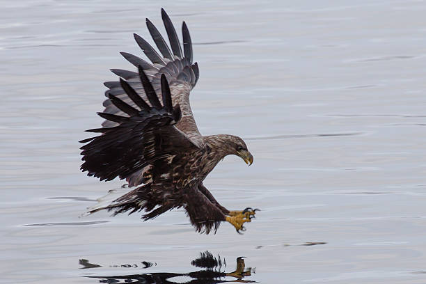Animal, Animal Wildlife, Animals Hunting, Animals In The Wild, Bird