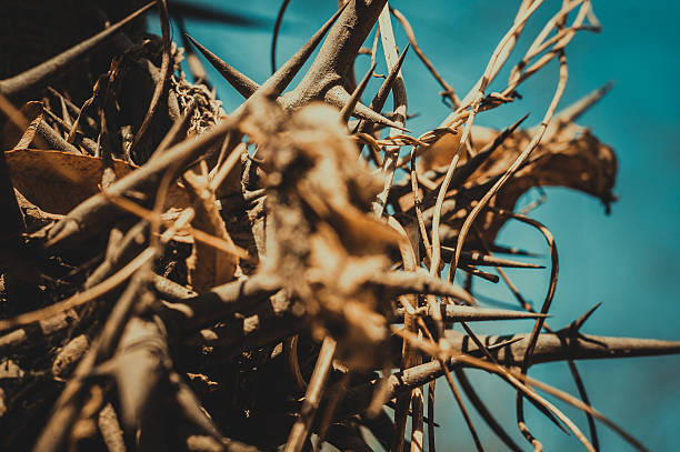 Macro close-up of sharp branched thorns on Honey Locust tree trunk against blue sky.