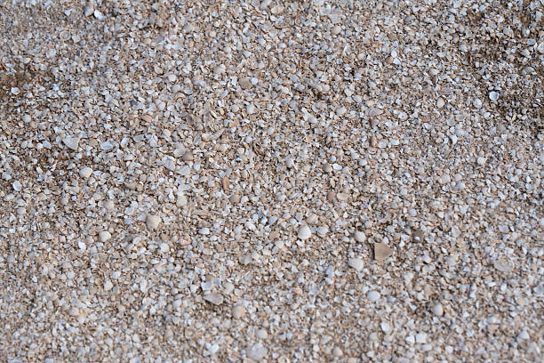 Broken seashell fragments scattered on sandy beach with soft sunlight reflections.