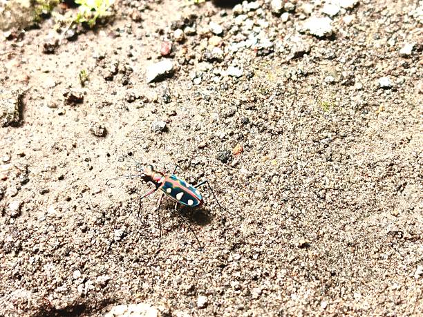 golden-spotted tiger beetle on the ground