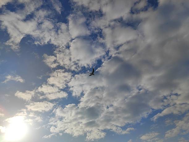 Volo di gabbiano fra le nubi