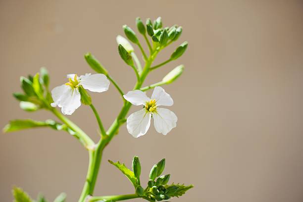 Thale cress or Arabidopsis thaliana flowers close up shot
