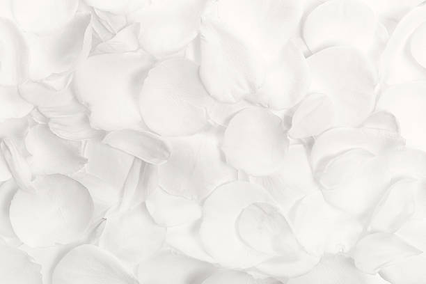 A detailed macro photograph of a soft ivory rose displaying its intricate petals with elegance. This image captures the beauty and gentle nature of the flower, symbolizing purity, love, and serenity.