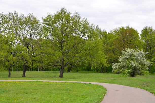 Winding Path Through a Lush Green Park of oak trees in Spring copy space