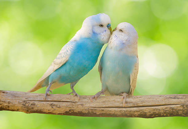 Four brightly colored budgerigars—turquoise, yellow, blue, and green—are perched side by side on a wooden stick inside a cage. The birds' soft plumage and calm demeanor create a visually pleasing and peaceful composition, with vertical cage bars in the background emphasizing their enclosed environment.
