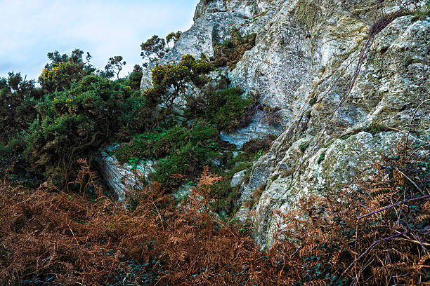 Close-up of Wicklow Head cliffs with gorse, moss and rugged stone, autumn evening light highlighting resilient vegetation
