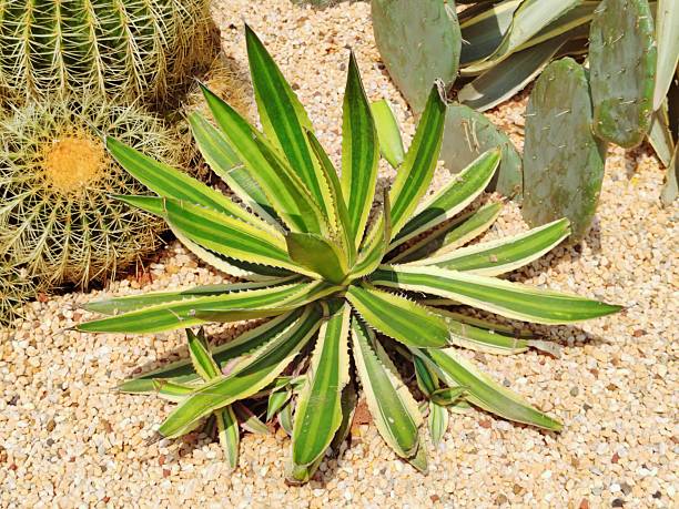 Agave univittata 'Quadricolor'