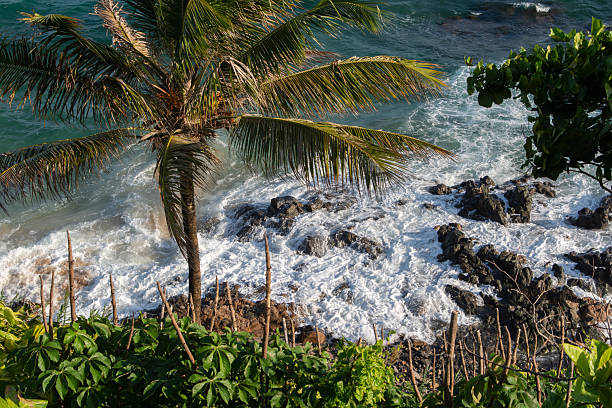 Tropical vegetation with coconut palms on rocks and waves breaking on the coast of Salvador.