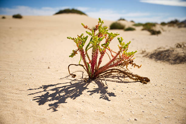 A colorful succulent desert plant with green and red stems grows alone on a bright sand dune in Fuerteventura, casting a strong shadow in the midday sun. The minimal scene symbolizes resilience, survival and fragile life in a harsh arid environment under a clear blue sky.