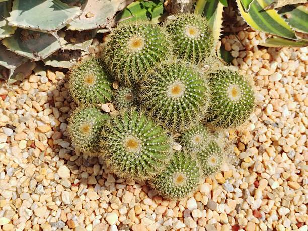 Parodia leninghausii