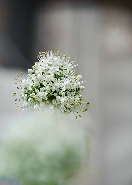 A vertical macro photograph of a white onion flower (Allium cepa) in full bloom. The composition features the spherical flower head centered against a soft, out-of-focus gray and white background. The sharp detail on the individual star-shaped blossoms and yellow stamens creates a high-contrast, minimalist look. This vertical orientation is perfectly suited for mobile device wallpapers, high-end botanical stationery, and elegant editorial layouts.