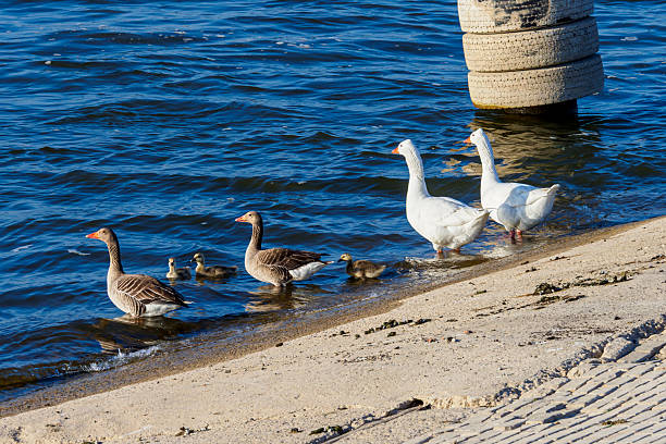 Geese family with goslings walking along the water's edge in Tiel, Gelderland, Netherlands, spending time in nature