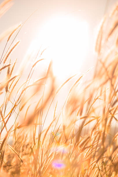 Golden sunlight backlights wild grass in a warm meadow. This vertical background features beautiful bokeh and lens flare, offering ample copy space for nature, wellness, and serenity concepts.