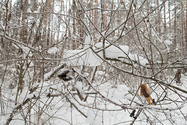 frost in a winter forest with coniferous trees covered with white snow