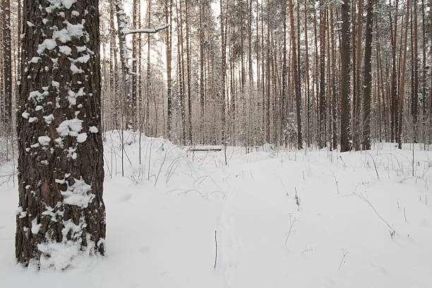 Beautiful forest covered with snow, white trees casting shadow on land on a sunny day, wintertime in the mountains