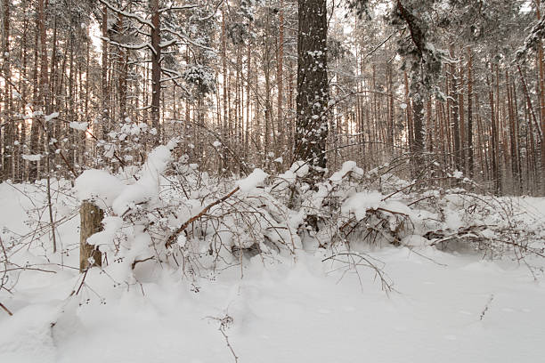 Winter wonderland in Stallikon, Switzerland, a picturesque view of a snowy forest during a heavy snowfall near Zurich