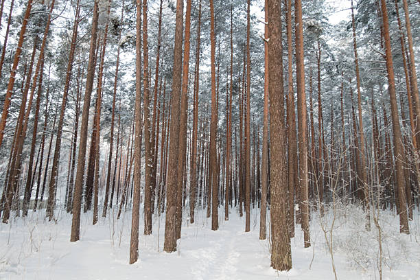 frost in a winter forest with coniferous trees covered with white snow
