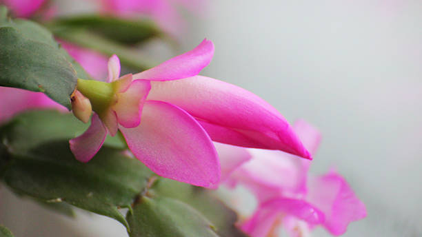 Bright pink flowers of Schlumbergera truncata (Christmas cactus) blooming indoors in soft window light.