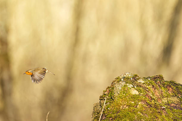 Lone Robin on a bird feeder whilst a pair of Coal Tits fly away. Focus on Robin.