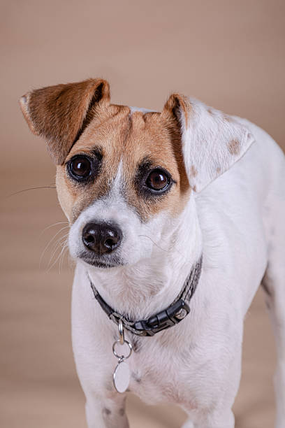 Close up portrait of a white and tan Jack Russell cross dog wearing a collar against a plain studio backdrop. Small mixed breed dog photographed indoors with neutral background